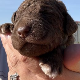 Winifred - Brown and white female Saint Berdoodle puppy in Beach, North Dakota from Badland St. Berdoodles LLC