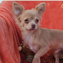 Quinn - Cream and white male Chihuahua puppy in Lake Placid, Florida from Heartland Chihuahua