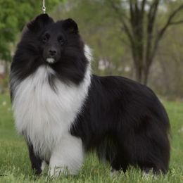 Shetland Sheepdogs from Daedream Shelties