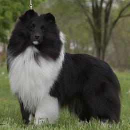 Shetland Sheepdogs from Daedream Shelties