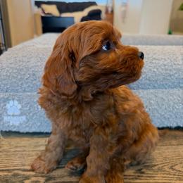 Chandler - Red  male Goldendoodle puppy in South Jordan, Utah from Wasatch Pup