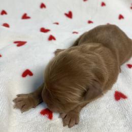 Dixie (Girl 2) - Dark golden female Golden Retriever puppy in Stigler, Oklahoma from Red MAX Golden Retrievers