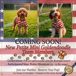 Goldendoodle puppies from Scenic City Doodles