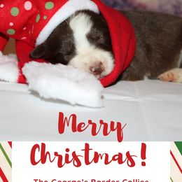Border Collie puppies from The George's dogs and puppies