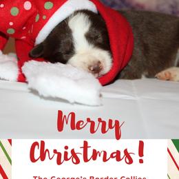 Border Collie puppies from The George's dogs and puppies