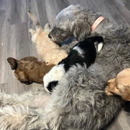 Willow - Bernedoodle