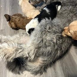 Willow - Bernedoodle