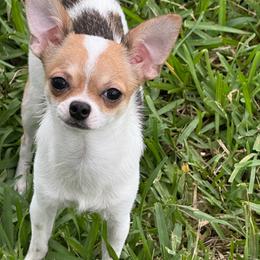Raya - Chihuahua
