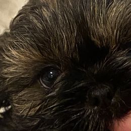 Shih Tzus from Lil’ Luvs Shih Tzu