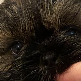 Shih Tzus from Lil’ Luvs Shih Tzu