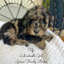 Tofu - Merle female Labradoodle puppy in Grove, Oklahoma from Guinn Family Farms