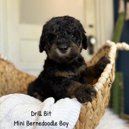 Drillbit - Phantom male Bernedoodle puppy in Grove, Oklahoma from Guinn Family Farms