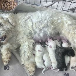Schnoodle puppies from Farmer Brown's Puppies