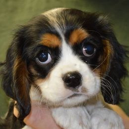 Heidi - Blenheim female Cavalier King Charles Spaniel puppy in Townville, South Carolina from Mid Lake Cavaliers