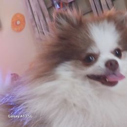Pomeranian Puppies from Boujee Puff Poms