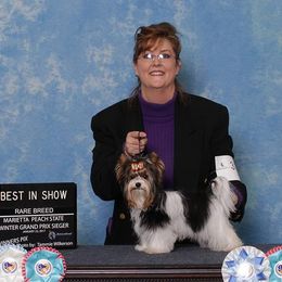 Biewer Terriers and Yorkshire Terriers from Donnas DiamondZ