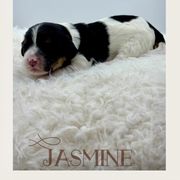 Jasmine - Tri-color female Cavachon puppy in Awendaw, South Carolina from LierChonPoo