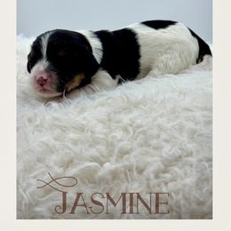 Jasmine - Tri-color female Cavachon puppy in Awendaw, South Carolina from LierChonPoo