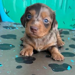 Reeces - Dapple female Dachshund puppy in Hawley, Texas from Foxy’s Dachshunds & Toy Aussies