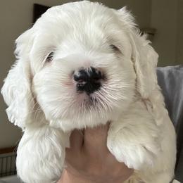 Ares - Cream male Australian Labradoodle puppy in Chuluota, Florida from Delano Australian Labradoodles