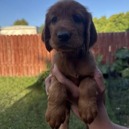 Yellow-Fleur Delacour - Mahogany female Irish Setter puppy in Franklin, Idaho from Spring Creek Irish Setters