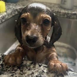 Dachshund Puppies from Zacha’s Doxie House