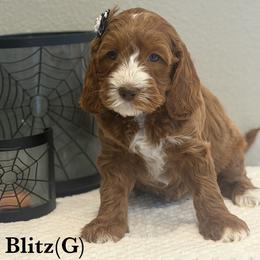Blitz - Caramel red female Australian Labradoodle puppy in Citrus Heights, California from Elite Blend Labradoodles