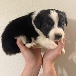 Symphony - Black tri-color female Australian Shepherd puppy in Weeki Wachee, Florida from Ace of Spades Australian Shepherds
