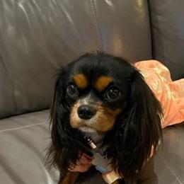 Emmaline - Cavalier King Charles Spaniel