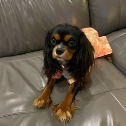 Emmaline - Cavalier King Charles Spaniel