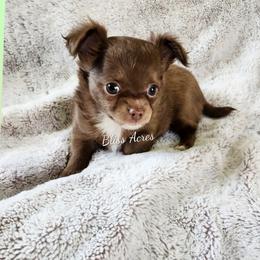 Scarlet - Chocolate blue female Chihuahua puppy in Ponca City, Oklahoma from Bliss Acres Farm