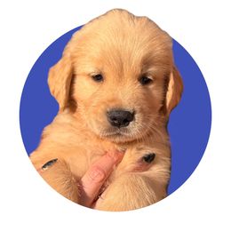 Dark Blue - Golden Golden Retriever puppy in Lakeville, Massachusetts from Platinum Golden Retrievers