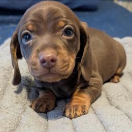 Teddy - Chocolate and tan male Dachshund puppy in Marshall, Texas from Wilson's Kennels