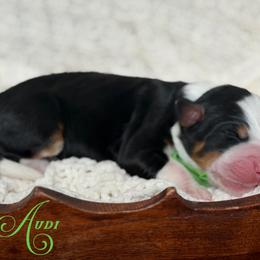 Audi - Tri-color female Bernedoodle puppy in Henry, Illinois from Rowe Farms Doodles