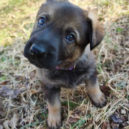 German Shepherd Puppies from Reddington Shepherds