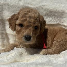 Georgia - Red  female Goldendoodle puppy in Cleveland, Georgia from The O.G. Doodles