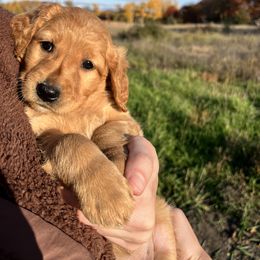 Golden Retriever Puppies from Johnson's Red