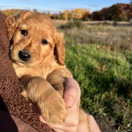 Golden Retriever Puppies from Johnson's Red