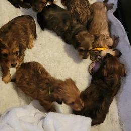 Dachshund Puppies from CLARK'S BREEDING PROGRAM