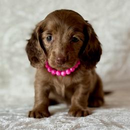 Trinity - Chocolate female Dachshund puppy in Lincoln, Arkansas from Red Dirt Dachshunds