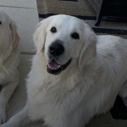 Golden Retrievers from Shari Baldwin