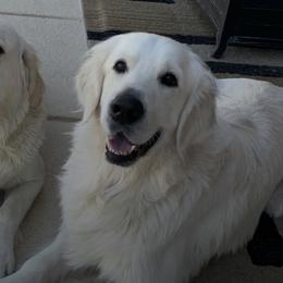 Golden Retrievers from Shari Baldwin