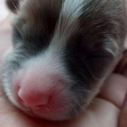 Girl 2 - Red female Pembroke Welsh Corgi puppy in Michigan from Metzger Homestead