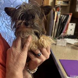 Little Patches - Black and tan male Yorkshire Terrier puppy in Hope, Indiana from DJ Yorkies