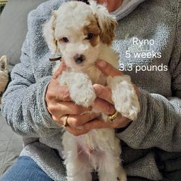 Patches, brown collar - Parti male Goldendoodle puppy in Fairmount, Indiana from Capens' Doodles,Poodles and Poo's