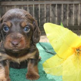 Bruno - Chocolate and tan male Dachshund puppy in Windsor, Colorado from Murry’s minis