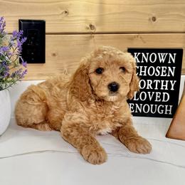 Goldendoodle Puppies from Jeremy Dafoe