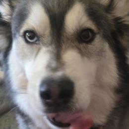 Siberian Husky puppies from Starry Sky Siberians