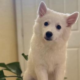 Cobalt - White male American Eskimo Dog puppy in Hesperia, California from Bella's American Eskimos