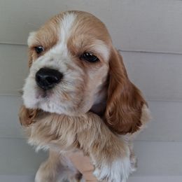 Cocker Spaniel Puppies from Country Cockers of Indiana